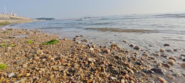 韦帕过境广东一海滩遍地海鲜 大自然的“海鲜盛宴”引发赶海热潮