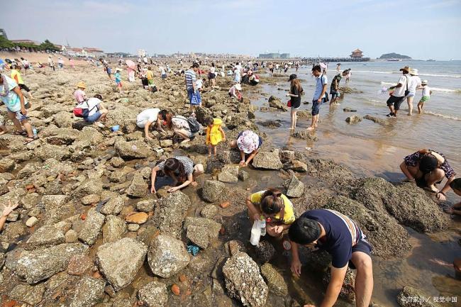 韦帕过境广东一海滩遍地海鲜 大自然的“海鲜盛宴”引发赶海热潮