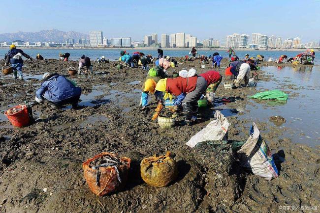 韦帕过境广东一海滩遍地海鲜 大自然的“海鲜盛宴”引发赶海热潮
